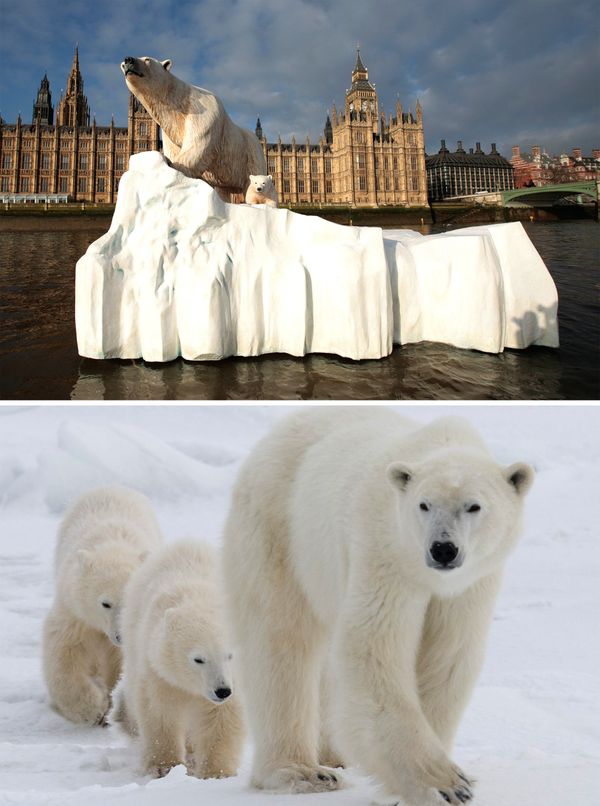 Белые медведи