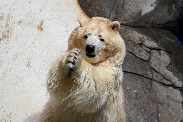 Белый медведь в зоопарке в Ухань