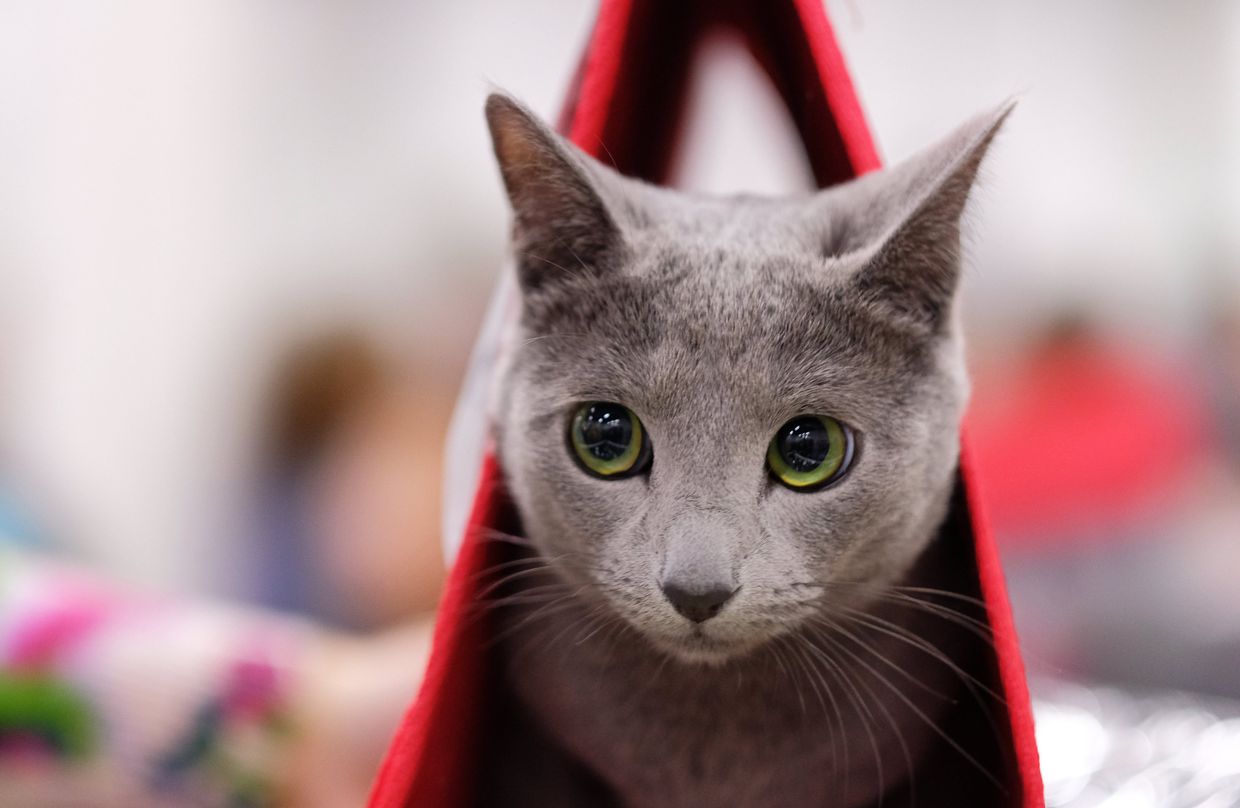 Кошка породы русская голубая