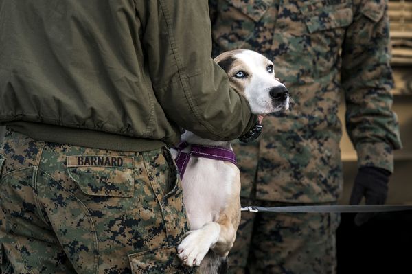 Американские военные во время военных учений Trident Juncture 2018 в Норвегии