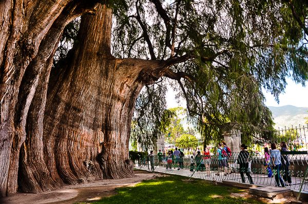 Taxodium mucronatum, Мексиканский кипарис, Дерево Туле