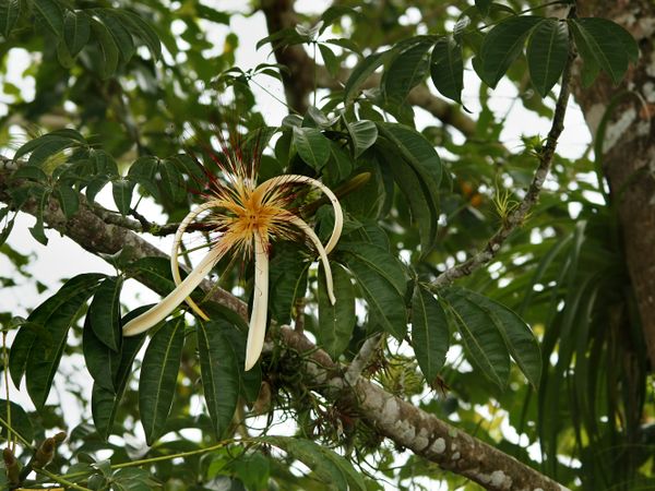 Pachira aquatica, Пахира водная