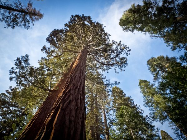 Sequoiadendron giganteum, Секвойя гигантская