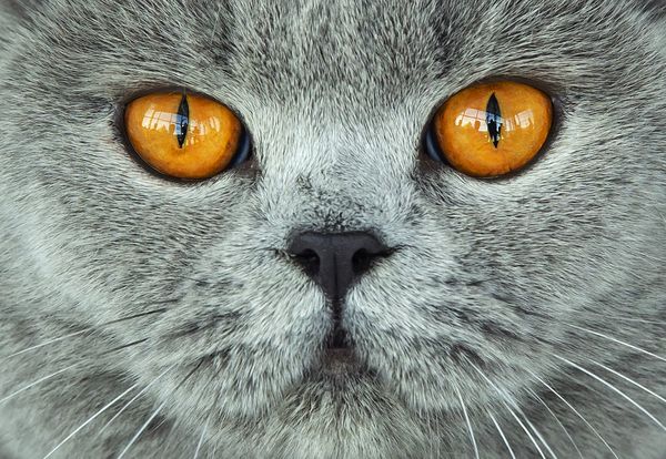 Британская короткошерстная кошка во время заседания жюри на международной выставке породистых собак и кошек в Эрфурте, Германия
