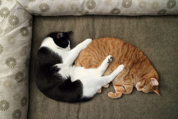 Спящие кошки