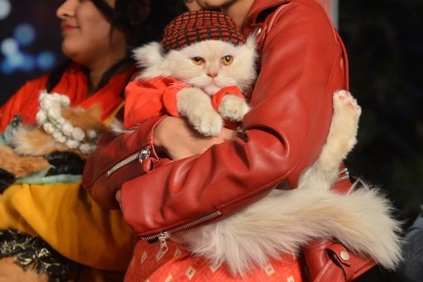 Кошка на руках и хозяйки