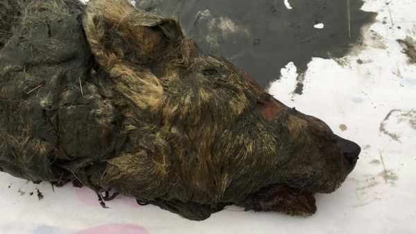 В Якутии нашли голову волка, жившего 40 тысяч лет назад В Якутии нашли голову волка, жившего 40 тысяч лет назад