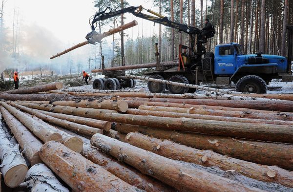 Вырубка леса и заготовка древесины