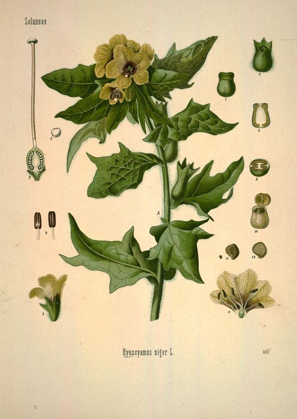 Белена черная