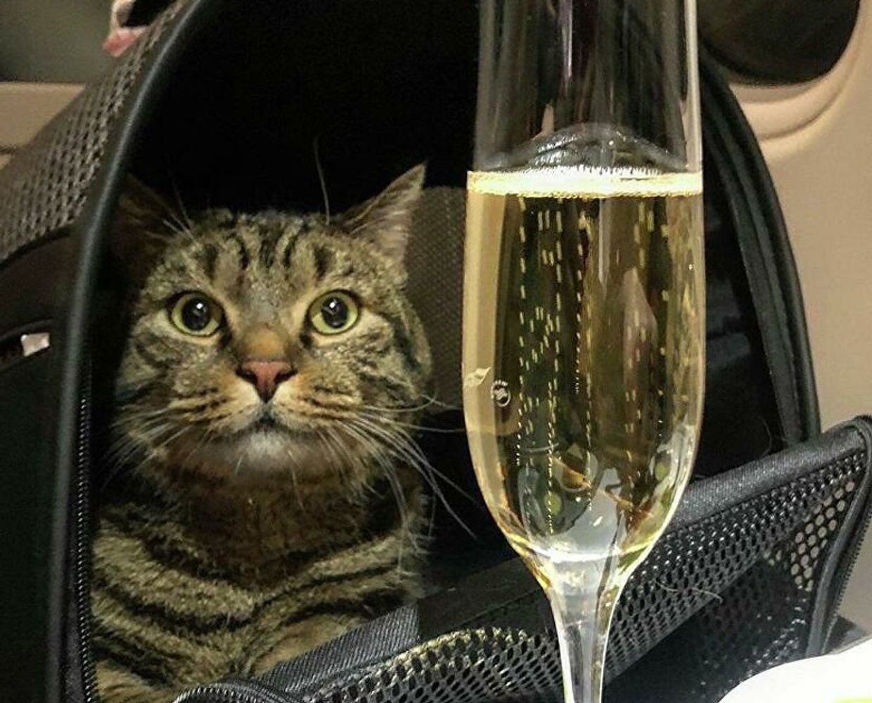 Кот Виктор