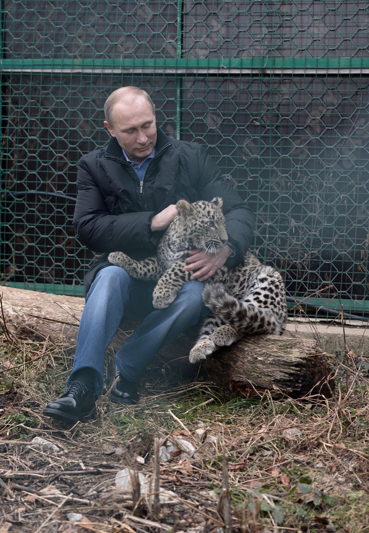 В.Путин посетил Центр разведения и реабилитации леопарда в Сочи