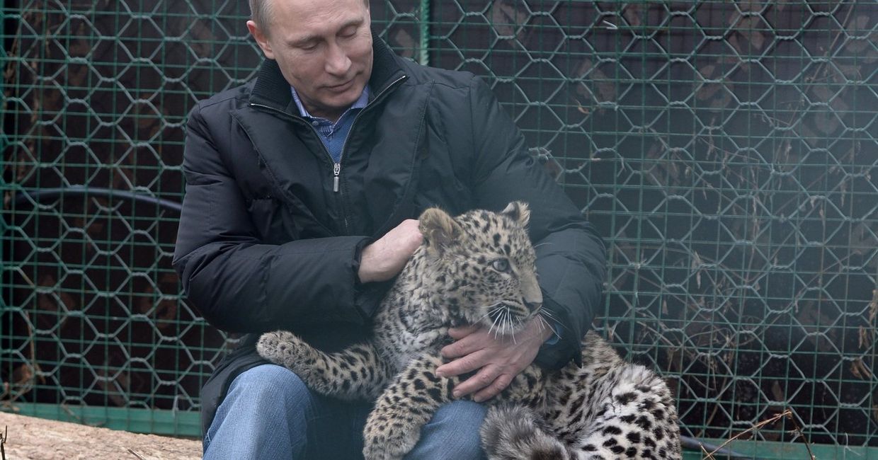 В.Путин посетил Центр разведения и реабилитации леопарда в Сочи
