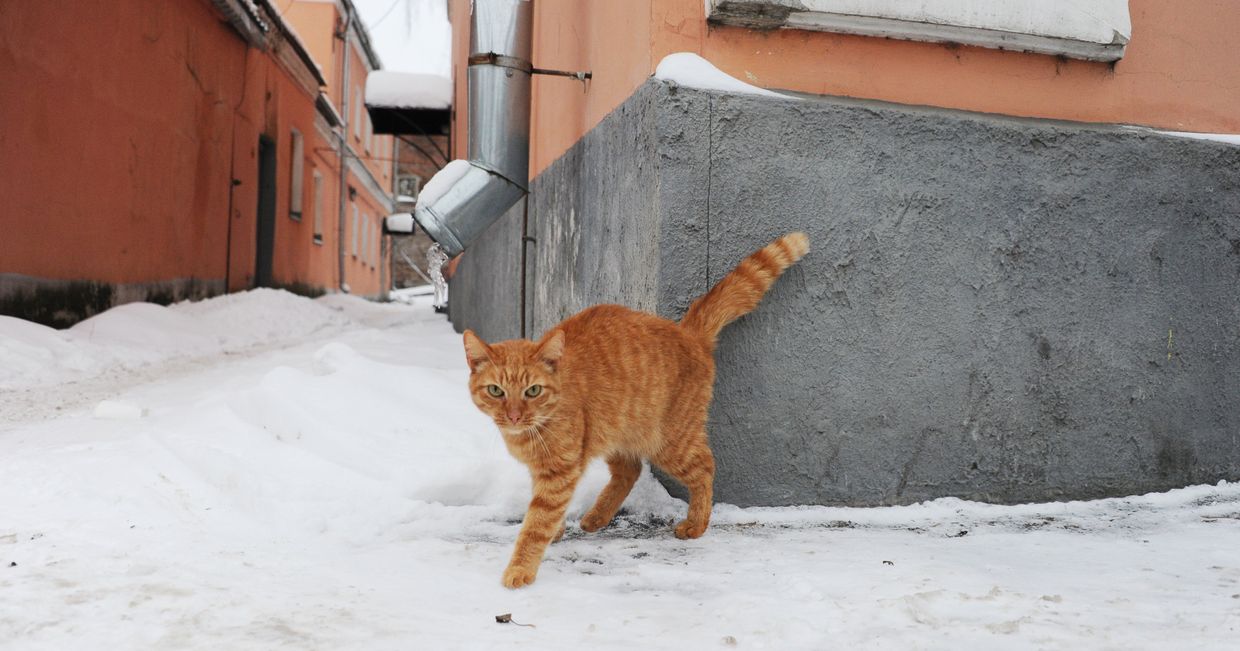 Кот на улице Рыбинска