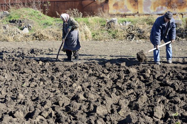 Пожилые жители копают картошку в селе Павлополь