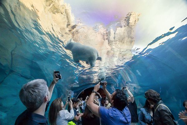 Посетители зоопарка фотографируют белого медведя