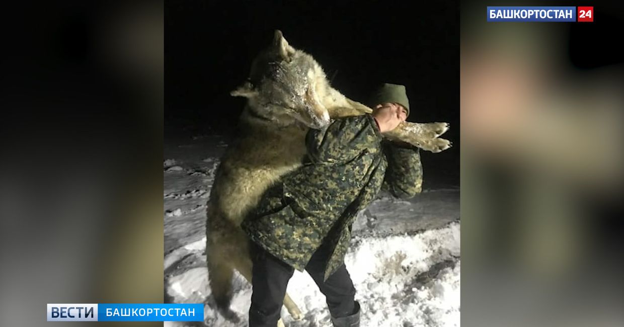 В Башкирии застрелили огромного волка В Башкирии застрелили огромного волка