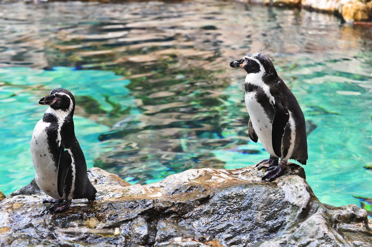Самец и самка пингвинов Гумбольдта в пингвинарии Лоро Парка (Loro Parque) на Тенерифе (Tenerife).