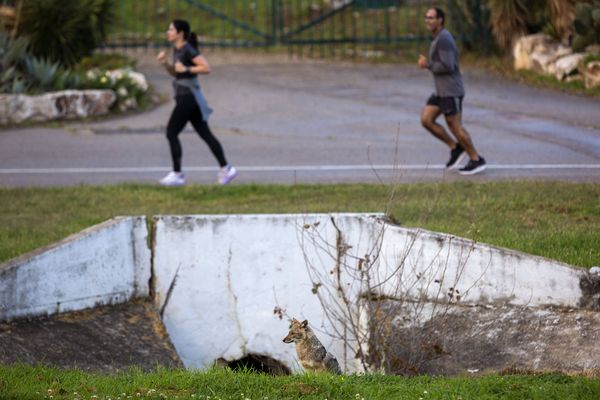 Люди во время занятий спортом рядом с шакалом в парке Ха Яркон в Тель-Авиве