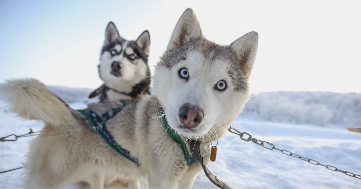 Туристы из Китая в парке Северное сияние в Мурманской области
