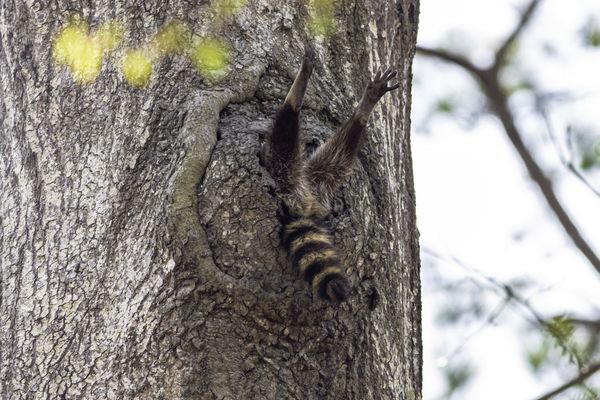 Финалисты конкурса забавных фотографий дикой природы
