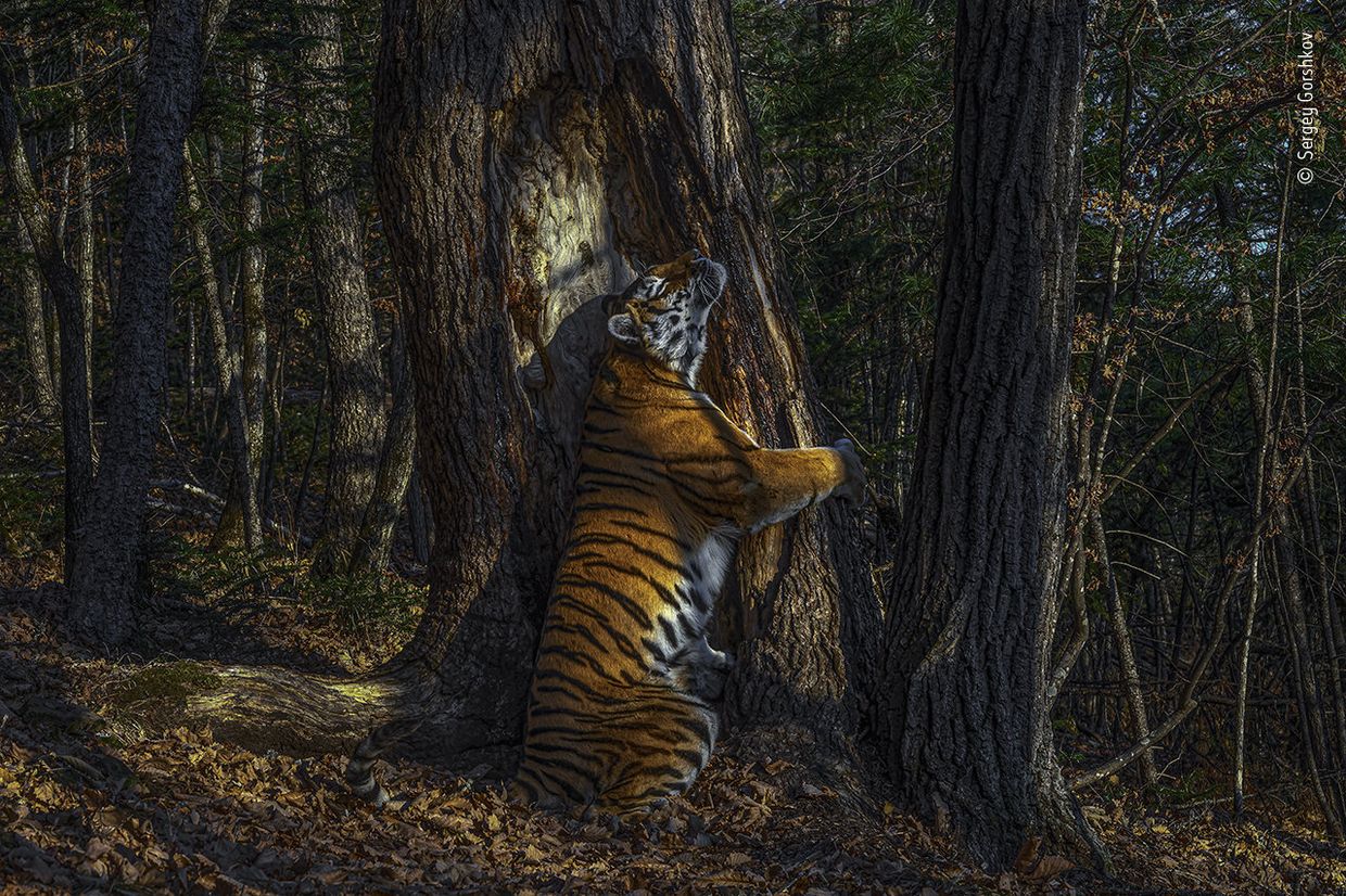 Лучшие фотографии конкурса Wildlife Photographer of the Year