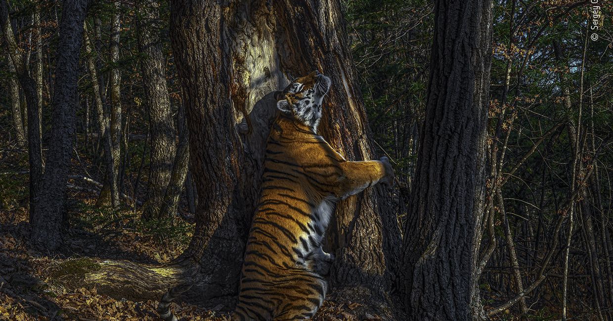 Лучшие фотографии конкурса Wildlife Photographer of the Year