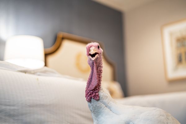 The Presidential Turkeys arrive at The Willard Hotel in Washington, D.C., Sunday, Nov. 24, 2019, ahead of Tuesday’s National Thanksgiving Turkey Pardoning Ceremony at the White House.