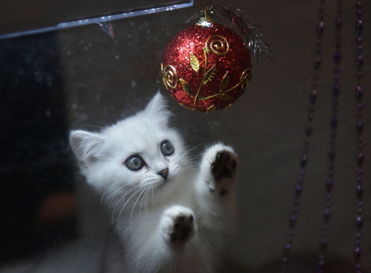 Выставка кошек Зимний кубок Кот-Инфо в Москве