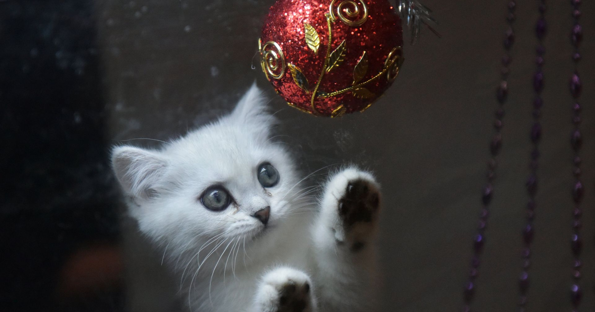 Выставка кошек Зимний кубок Кот-Инфо в Москве Выставка кошек Зимний кубок Кот-Инфо в Москве - ИноСМИ, 1920, 27.12.2020