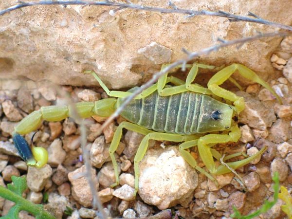 Палестинский желтый скорпион