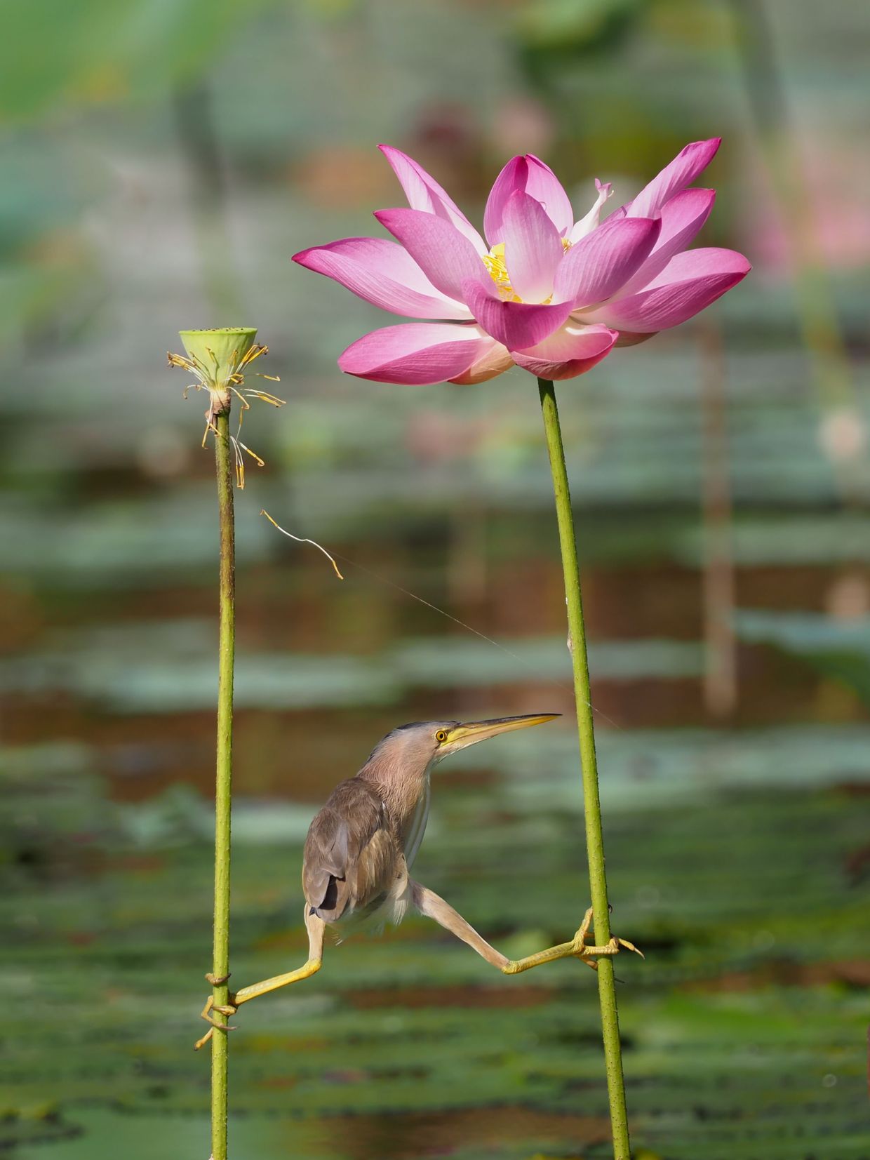 Yoga Bittern