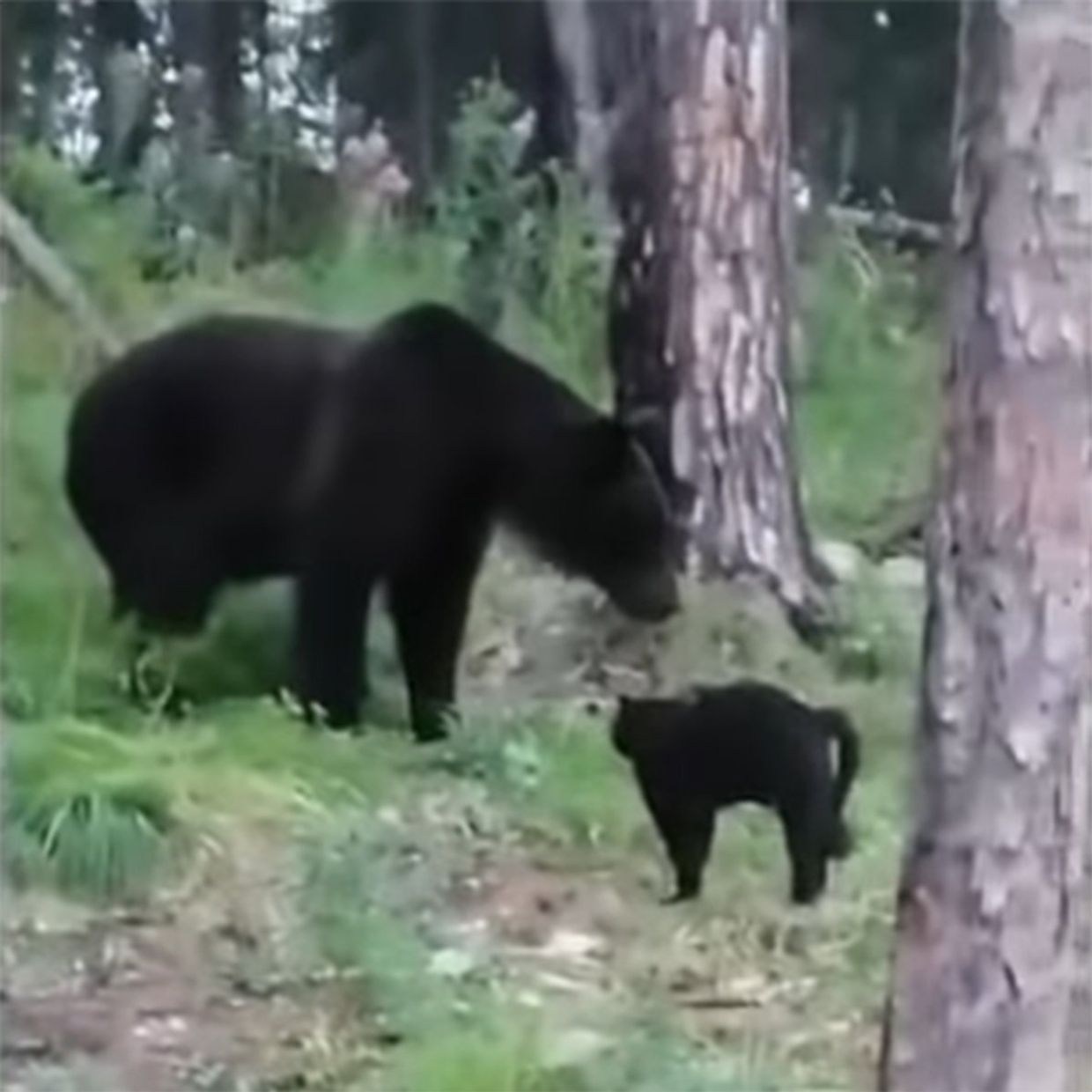 Кот против медведя
