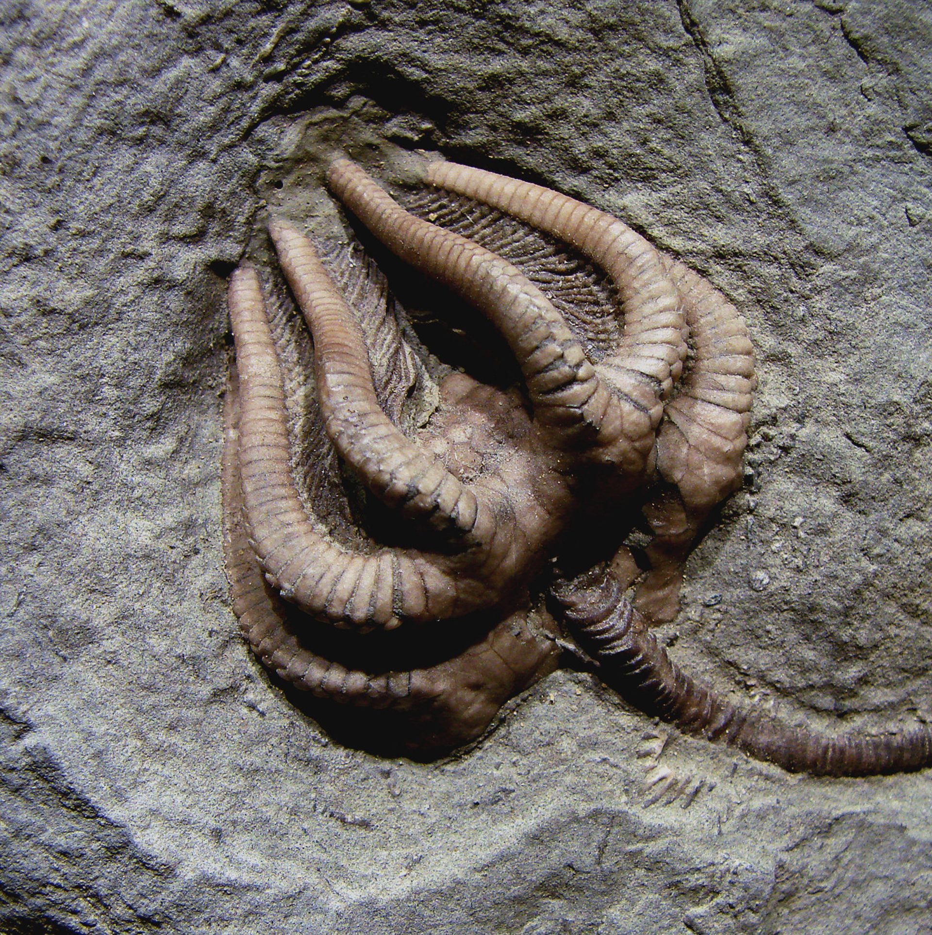 Agaricocrinus americanus - вид вымерших криноидов Agaricocrinus americanus - вид вымерших криноидов - ИноСМИ, 1920, 29.08.2021