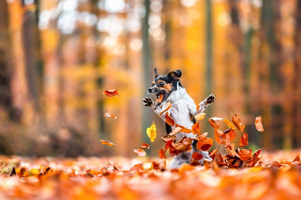 Безумно влюблен в осень (Crazy in love with fall)