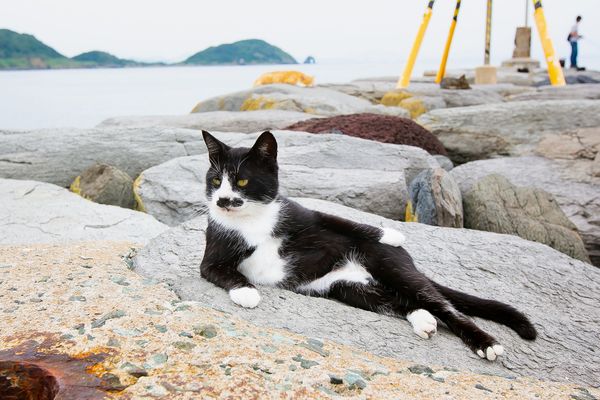 Котомодель (Cat Model)