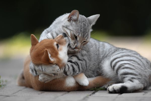 Объятия любви (Embrace of love)