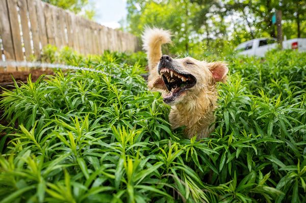 Лай юрского пириода (Jurassic Bark)