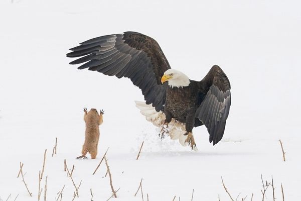 Comedy Wildlife Photography Award