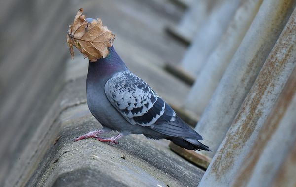 Comedy Wildlife Photography Award