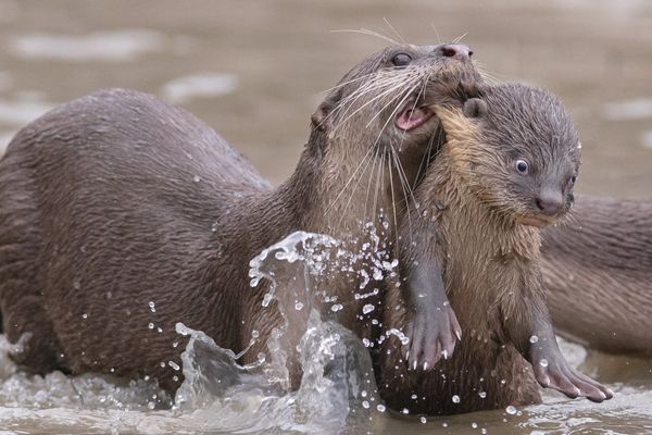 Comedy Wildlife Photography Award