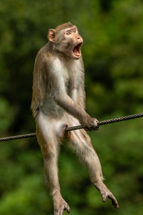 Comedy Wildlife Photography Award