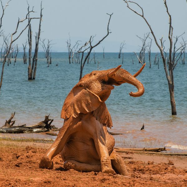 Comedy Wildlife Photography Award
