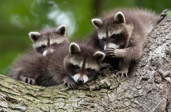 Comedy Wildlife Photography Award