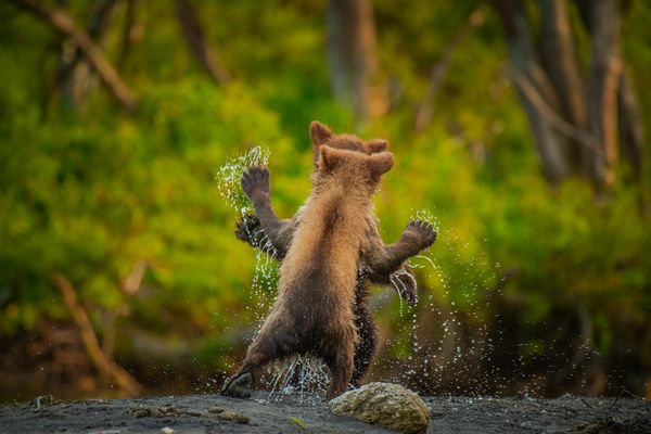 Comedy Wildlife Photography Award