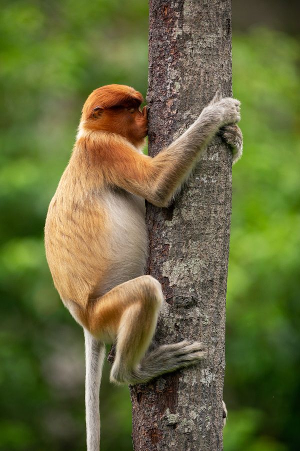 Comedy Wildlife Photography Award