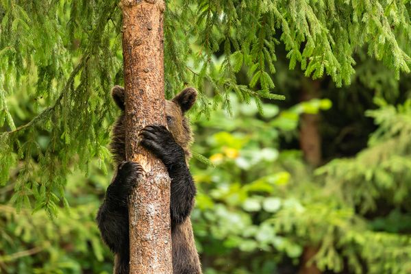 Comedy Wildlife Photography Award