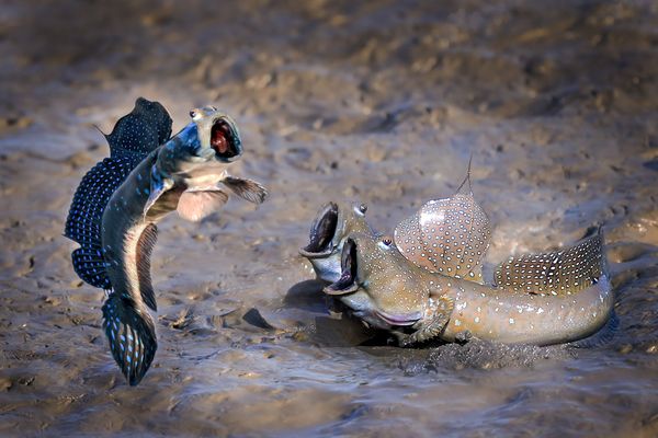 Comedy Wildlife Photography Award
