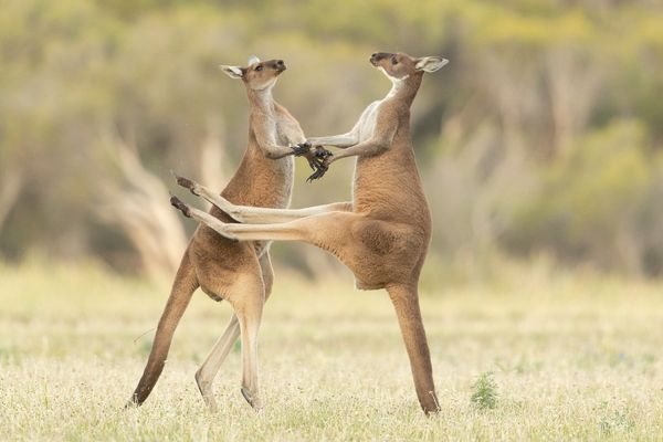 Comedy Wildlife Photography Award