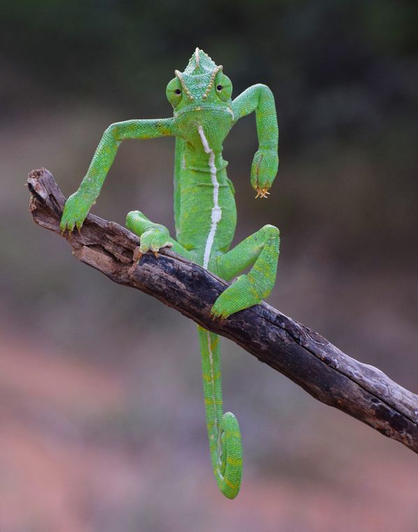 Comedy Wildlife Photography Award