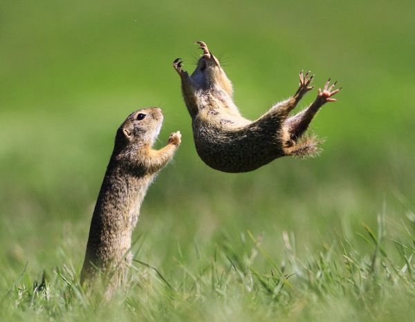 Comedy Wildlife Photography Award